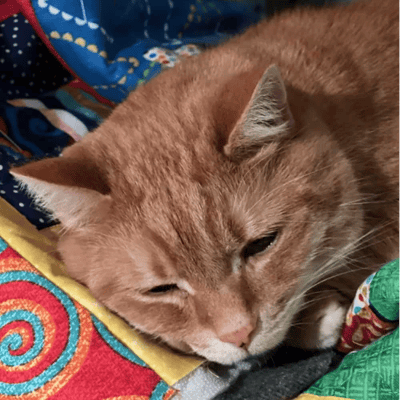 sleeping_cat_quilt